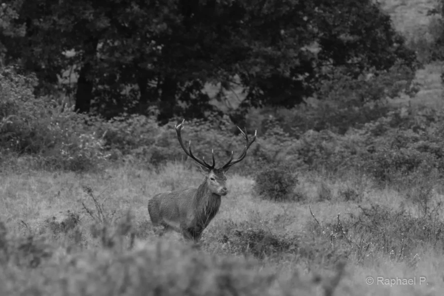 057 raphael stage brame du cerf charente maritime 20 septembre 2019