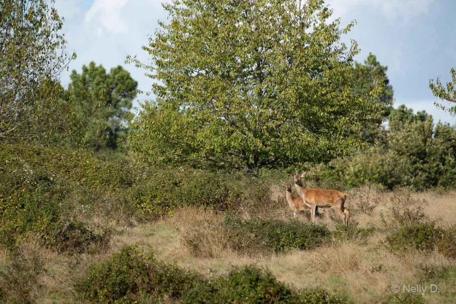 026 nelly stage brame du cerf charente maritime 12 octobre 2019