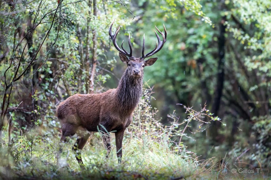 027 gilles stage brame du cerf charente maritime 12 octobre 2019