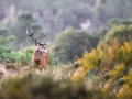 031 gilles stage brame du cerf charente maritime 12 octobre 2019