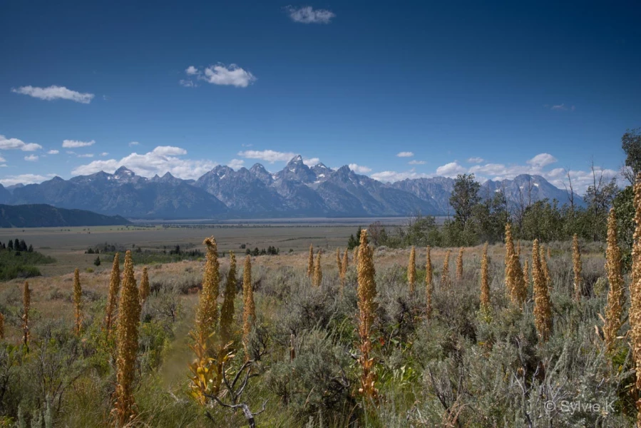 008 sylvie stage yellowstone aout 2019
