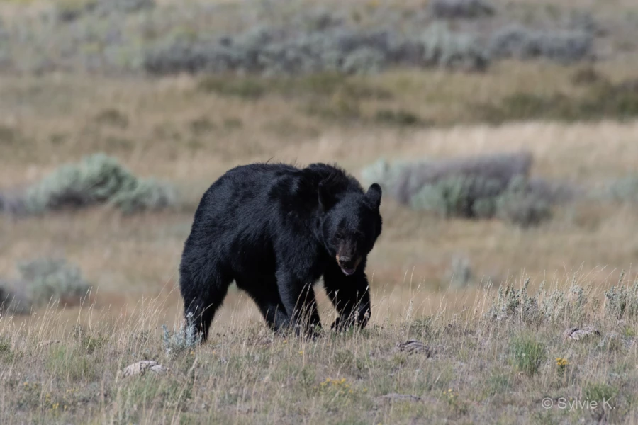 009 sylvie stage yellowstone aout 2019