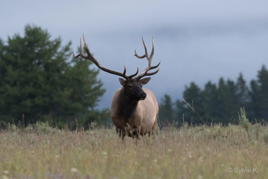 013 sylvie stage yellowstone aout 2019