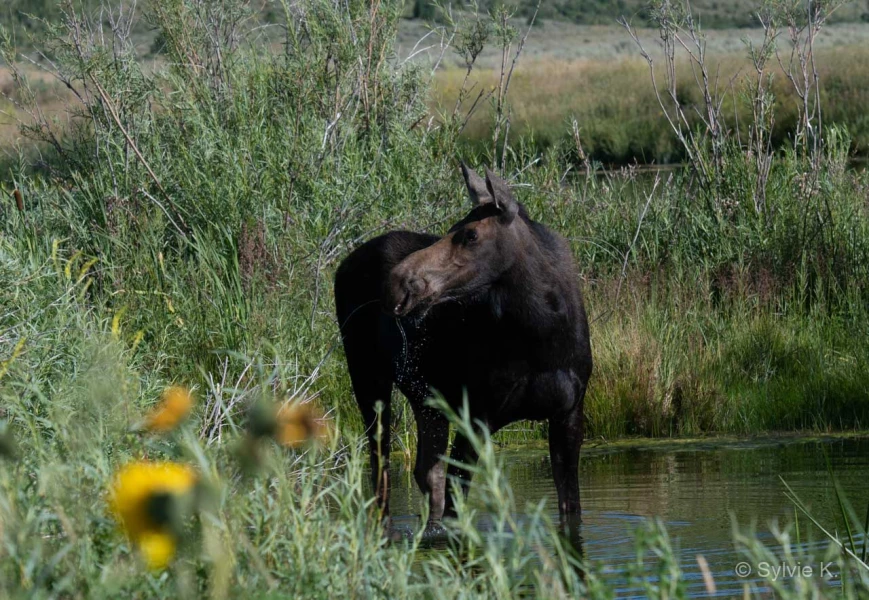014 sylvie stage yellowstone aout 2019
