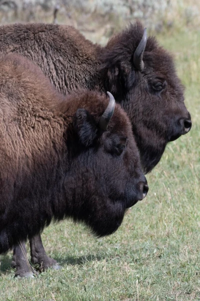 016 sylvie stage yellowstone aout 2019