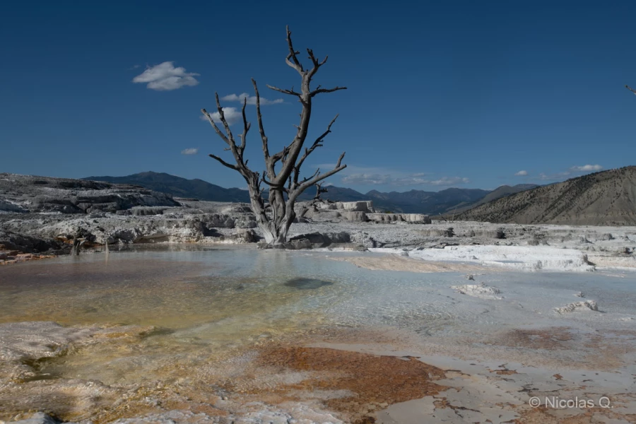 025 nicolas stage yellowstone aout 2019