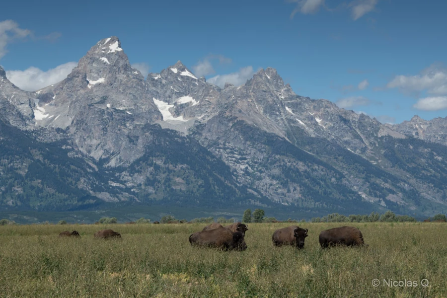 027 nicolas stage yellowstone aout 2019