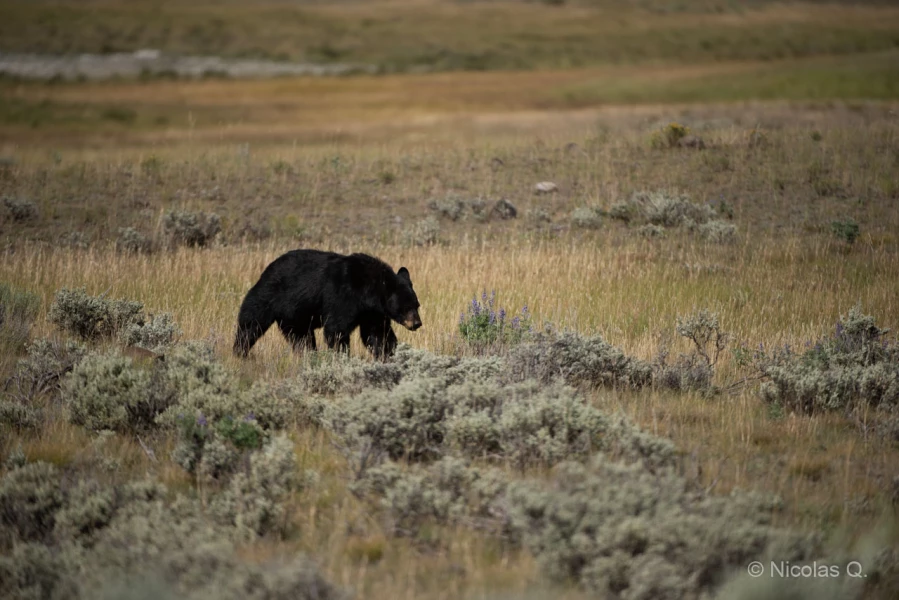 035 nicolas stage yellowstone aout 2019