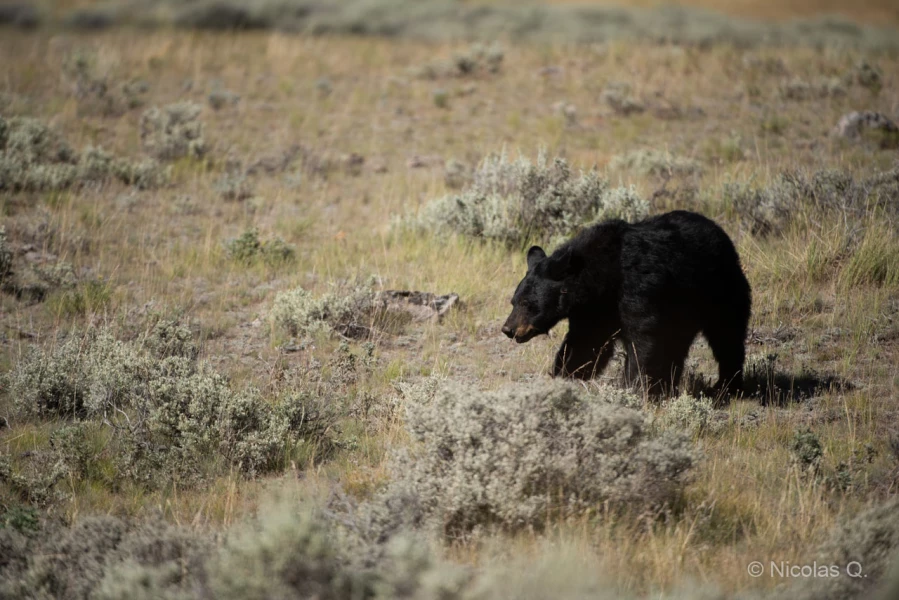 036 nicolas stage yellowstone aout 2019