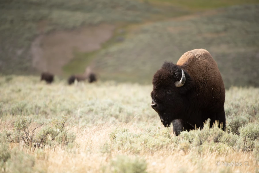 037 nicolas stage yellowstone aout 2019