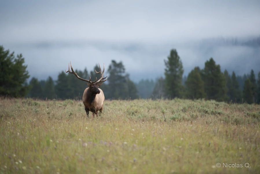 038 nicolas stage yellowstone aout 2019