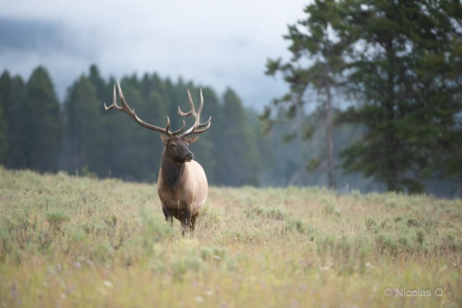 039 nicolas stage yellowstone aout 2019