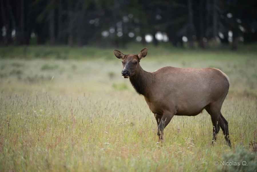 040 nicolas stage yellowstone aout 2019