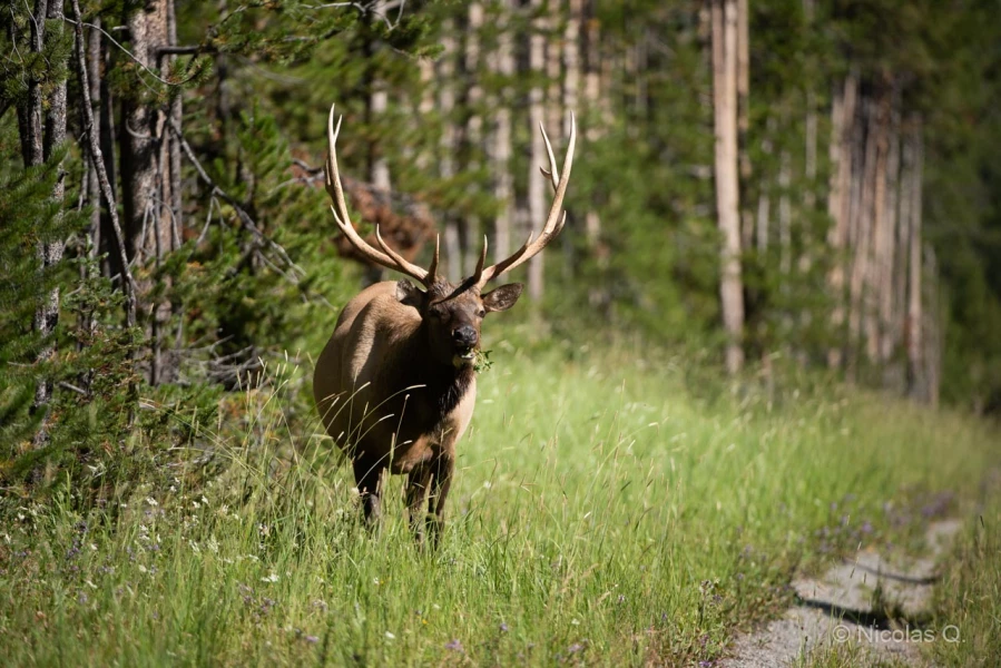 041 nicolas stage yellowstone aout 2019