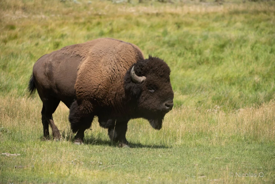 042 nicolas stage yellowstone aout 2019