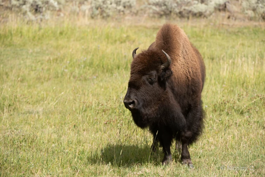 043 nicolas stage yellowstone aout 2019