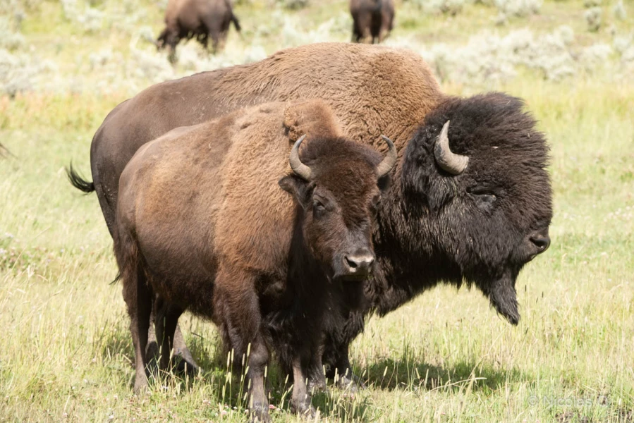 044 nicolas stage yellowstone aout 2019