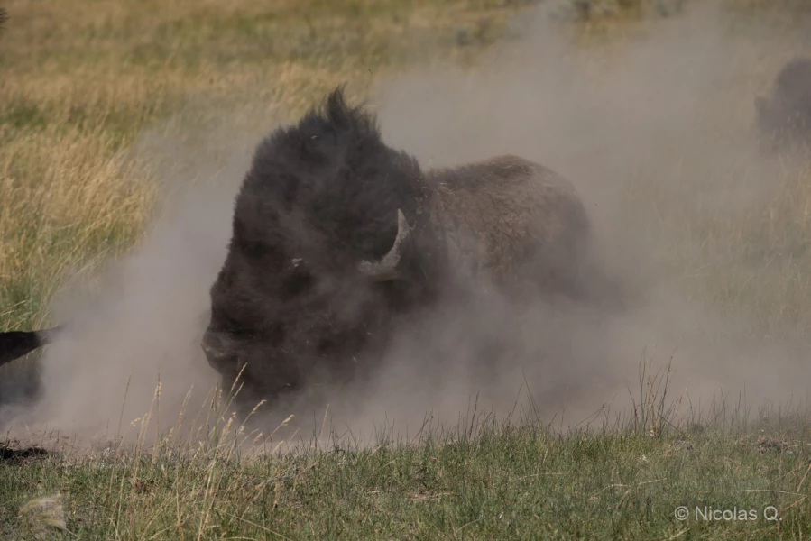045 nicolas stage yellowstone aout 2019