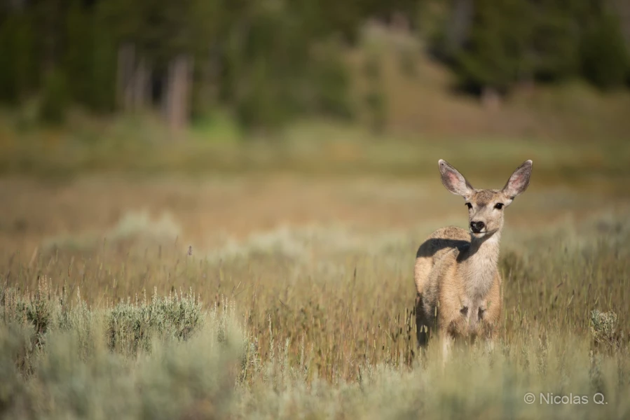 046 nicolas stage yellowstone aout 2019