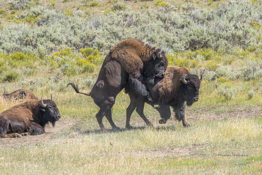 055 serge stage yellowstone aout 2019