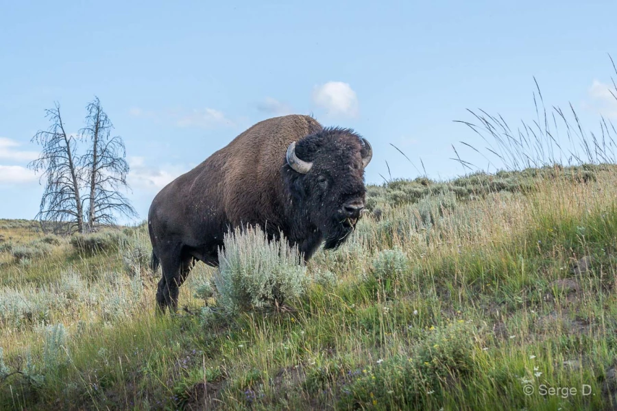 056 serge stage yellowstone aout 2019