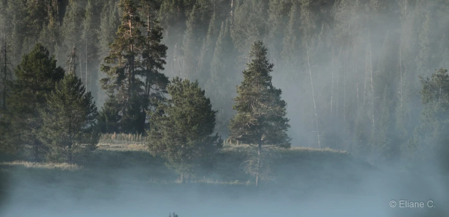 066 eliane stage yellowstone aout 2019