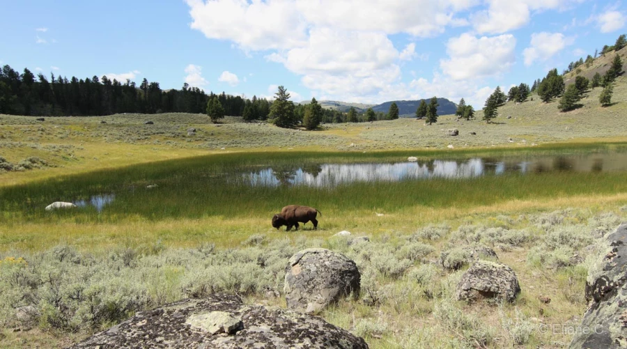 069 eliane stage yellowstone aout 2019