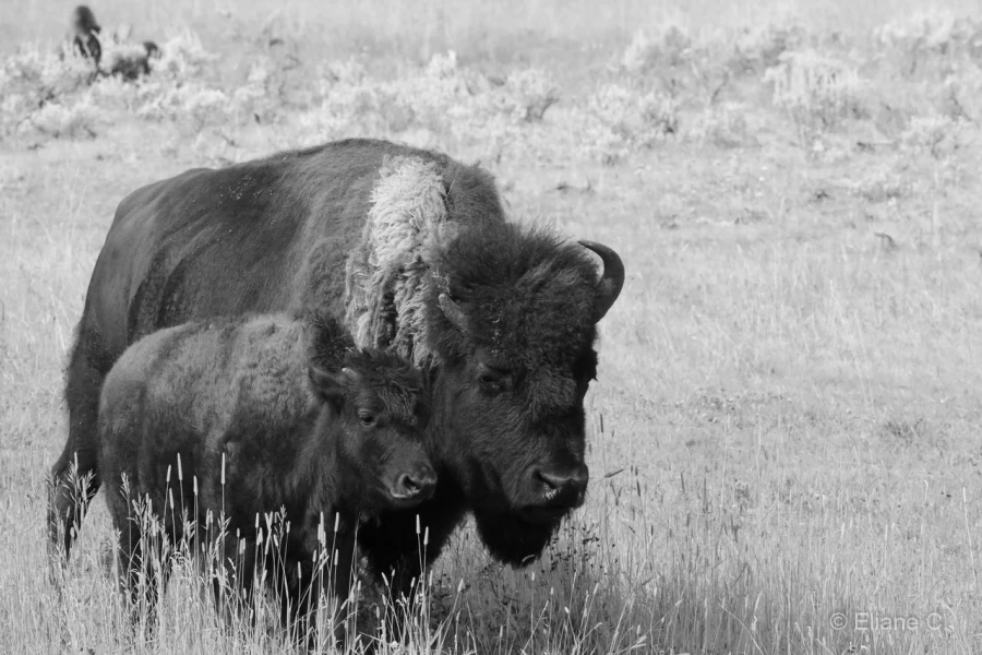 070 eliane stage yellowstone aout 2019