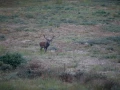 04 cerf bois sec pendant le brame
