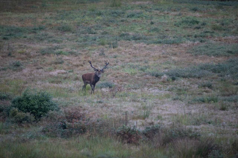 04 cerf bois sec pendant le brame