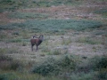 05 cerf bois sec pendant le brame