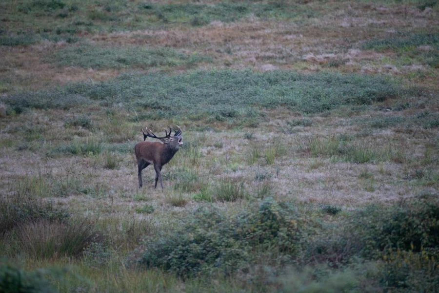 05 cerf bois sec pendant le brame
