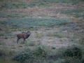 06 cerf bois sec pendant le brame