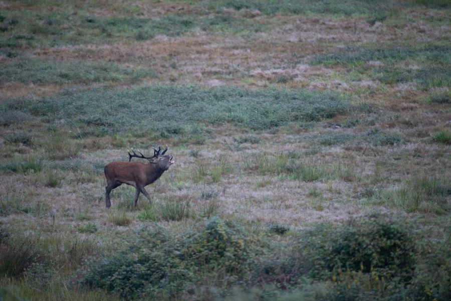 06 cerf bois sec pendant le brame