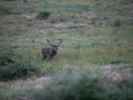 07 cerf bois sec pendant le brame