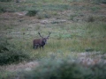 08 cerf bois sec pendant le brame