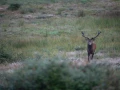 09 cerf bois sec pendant le brame