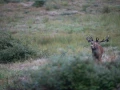 10 cerf bois sec pendant le brame