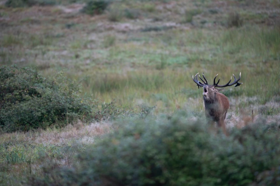 10 cerf bois sec pendant le brame