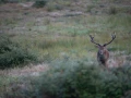 11 cerf bois sec pendant le brame