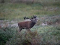 12 cerf bois sec pendant le brame