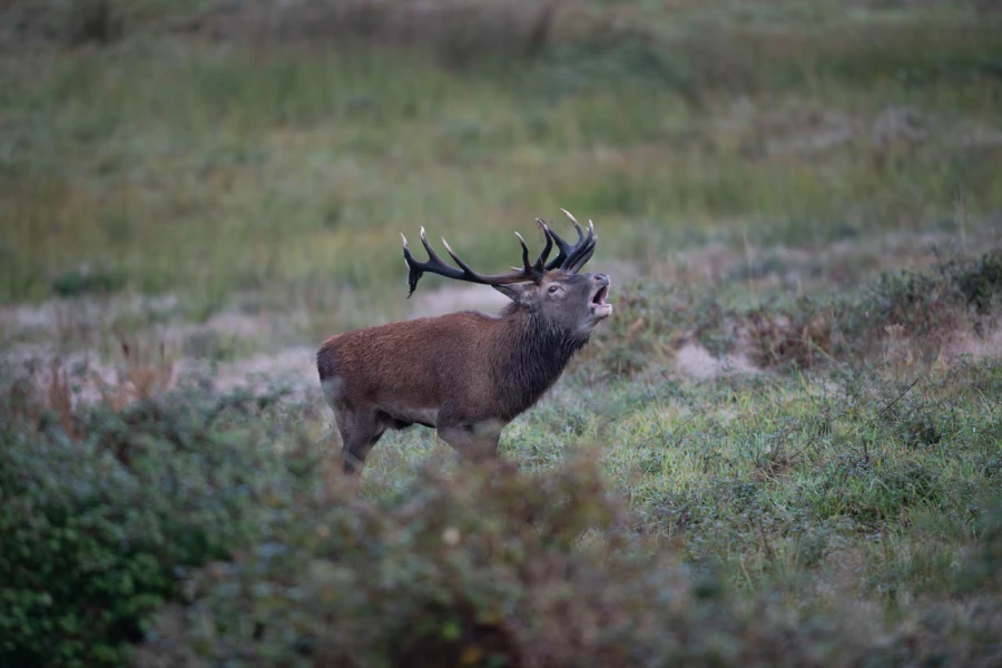 12 cerf bois sec pendant le brame