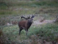 13 cerf bois sec pendant le brame
