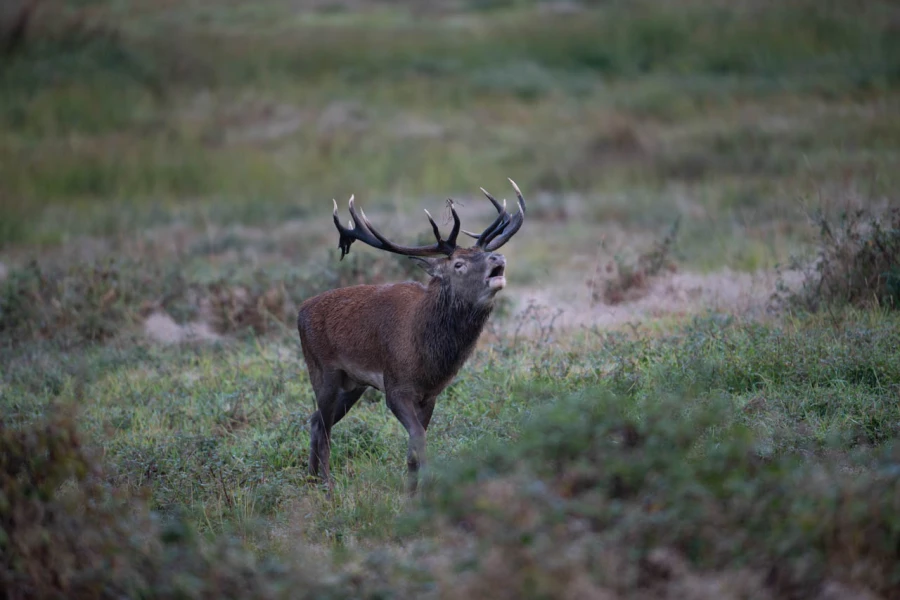 13 cerf bois sec pendant le brame
