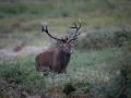 15 cerf bois sec pendant le brame