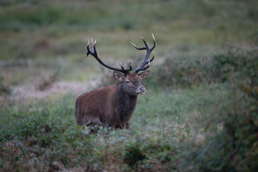 15 cerf bois sec pendant le brame