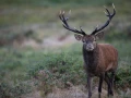 16 cerf bois sec pendant le brame