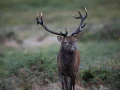 17 cerf bois sec pendant le brame