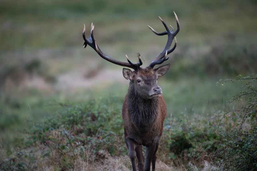 17 cerf bois sec pendant le brame