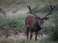 18 cerf bois sec pendant le brame